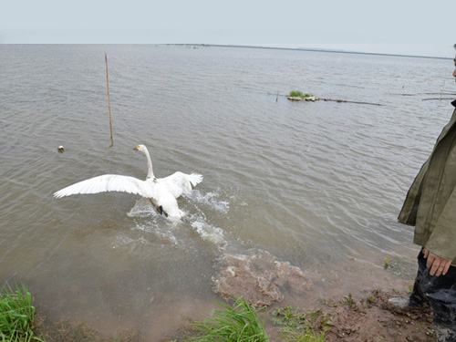 2014年3月幼天鹅放飞