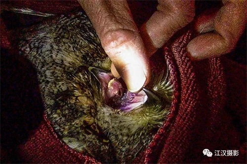 MG4355线路检测中心,湖南野活泼物追踪,湖南卫星追踪器,湖南追踪器