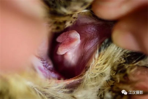 MG4355线路检测中心,湖南野活泼物追踪,湖南卫星追踪器,湖南追踪器