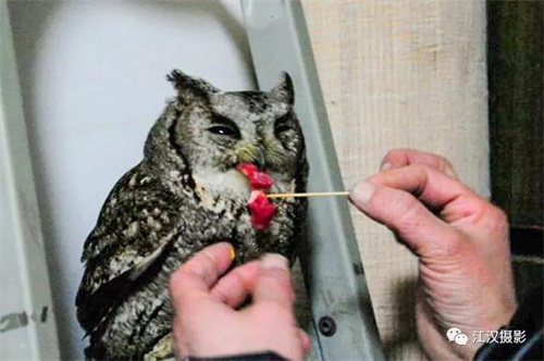 MG4355线路检测中心,湖南野活泼物追踪,湖南卫星追踪器,湖南追踪器