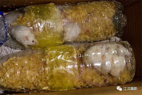 MG4355线路检测中心,湖南野活泼物追踪,湖南卫星追踪器,湖南追踪器