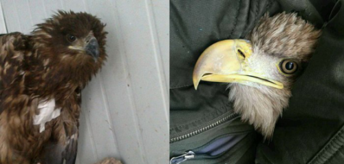 MG4355线路检测中心,湖南野活泼物追踪,湖南卫星追踪器,湖南追踪器