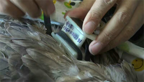 MG4355线路检测中心,湖南野活泼物追踪,湖南卫星追踪器,湖南追踪器