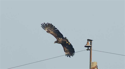 MG4355线路检测中心,湖南野活泼物追踪,湖南卫星追踪器,湖南追踪器