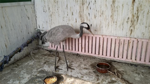 MG4355线路检测中心,湖南野活泼物追踪,湖南卫星追踪器,湖南追踪器