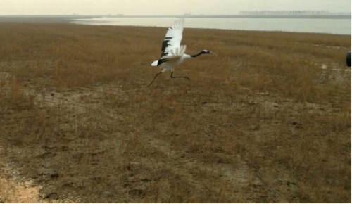MG4355线路检测中心,湖南野活泼物追踪,湖南卫星追踪器,湖南追踪器