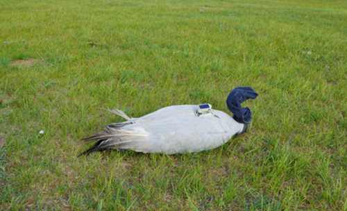 MG4355线路检测中心,湖南野活泼物追踪,湖南卫星追踪器,湖南追踪器