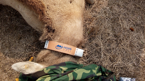 MG4355线路检测中心,湖南野活泼物追踪,湖南卫星追踪器,湖南追踪器