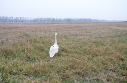 MG4355线路检测中心,湖南野活泼物追踪,湖南卫星追踪器,湖南追踪器
