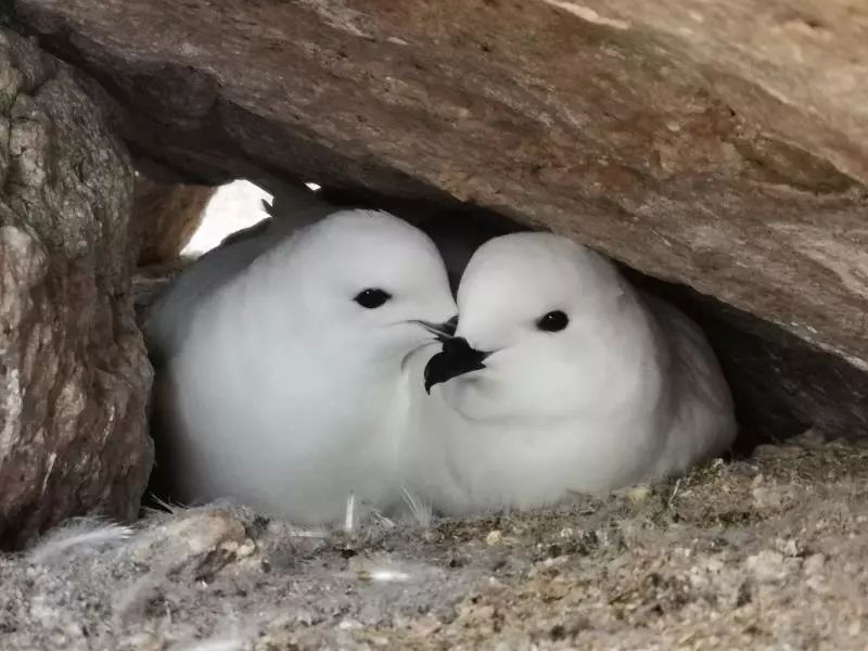 MG4355线路检测中心,湖南野活泼物追踪,湖南卫星追踪器,湖南追踪器