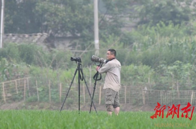 攸县兴林油茶,油茶苗,油茶果,轻基质杯苗,裸根苗,油茶苗价值,油茶苗批发,油茶苗基地