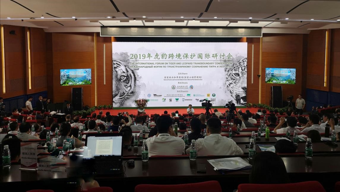 攸县兴林油茶,油茶苗,油茶果,轻基质杯苗,裸根苗,油茶苗价值,油茶苗批发,油茶苗基地