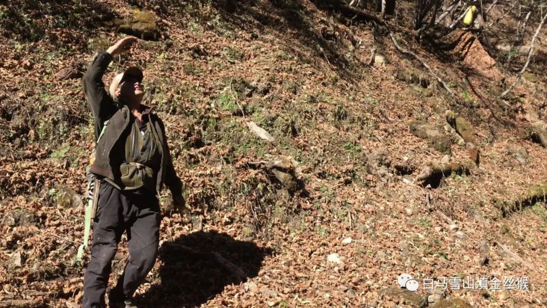 攸县兴林油茶,油茶苗,油茶果,轻基质杯苗,裸根苗,油茶苗价值,油茶苗批发,油茶苗基地