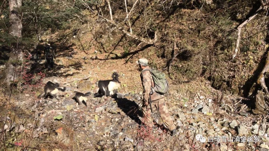 攸县兴林油茶,油茶苗,油茶果,轻基质杯苗,裸根苗,油茶苗价值,油茶苗批发,油茶苗基地