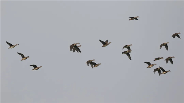 MG4355线路检测中心,湖南野活泼物追踪,湖南卫星追踪器,湖南追踪器