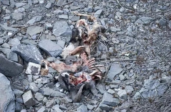 MG4355线路检测中心,湖南野活泼物追踪,湖南卫星追踪器,湖南追踪器