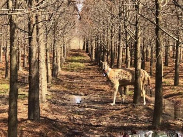 MG4355线路检测中心,湖南野活泼物追踪,湖南卫星追踪器,湖南追踪器