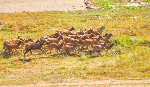 MG4355线路检测中心,湖南野活泼物追踪,湖南卫星追踪器,湖南追踪器