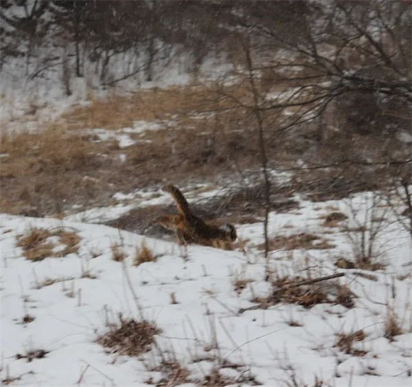 MG4355线路检测中心,湖南野活泼物追踪,湖南卫星追踪器,湖南追踪器