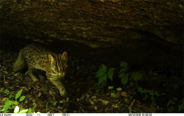 MG4355线路检测中心,湖南野活泼物追踪,湖南卫星追踪器,湖南追踪器
