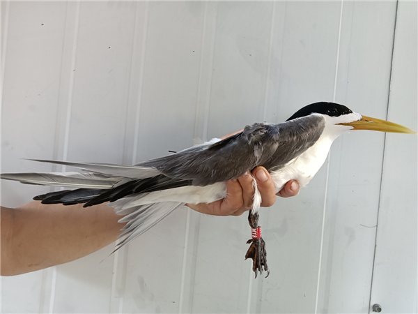 MG4355线路检测中心,湖南野活泼物追踪,湖南卫星追踪器,湖南追踪器