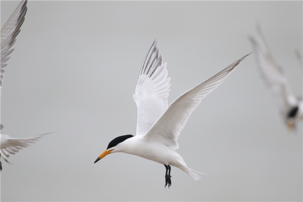MG4355线路检测中心,湖南野活泼物追踪,湖南卫星追踪器,湖南追踪器