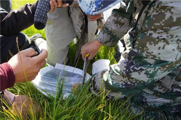 MG4355线路检测中心,湖南野活泼物追踪,湖南卫星追踪器,湖南追踪器