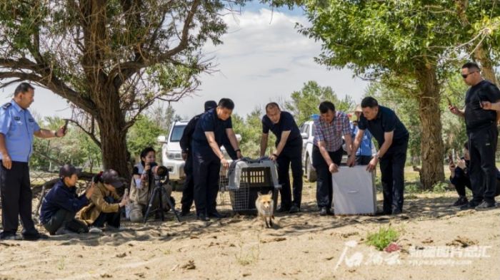 MG4355线路检测中心,湖南野活泼物追踪,湖南卫星追踪器,湖南追踪器