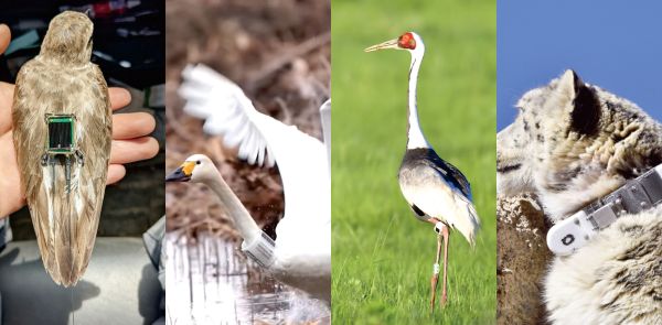 MG4355线路检测中心,湖南野活泼物追踪,湖南卫星追踪器,湖南追踪器