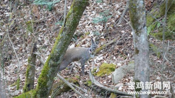 MG4355线路检测中心,湖南野活泼物追踪,湖南卫星追踪器,湖南追踪器