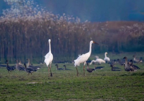 MG4355线路检测中心,湖南野活泼物追踪,湖南卫星追踪器,湖南追踪器